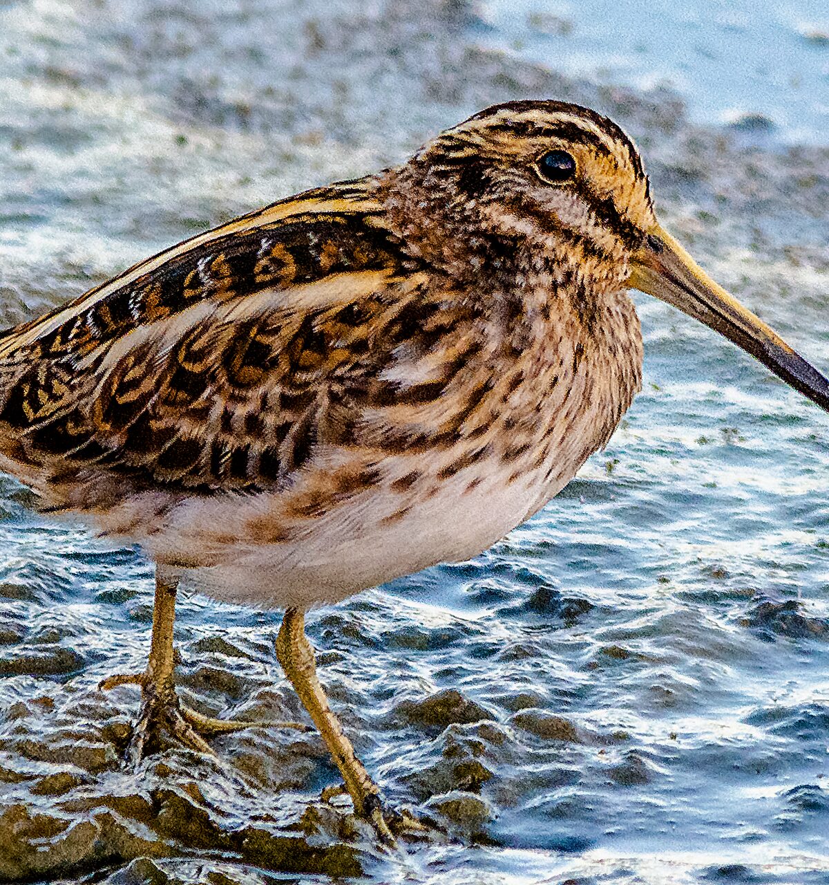 Eurasian Jack Snipe