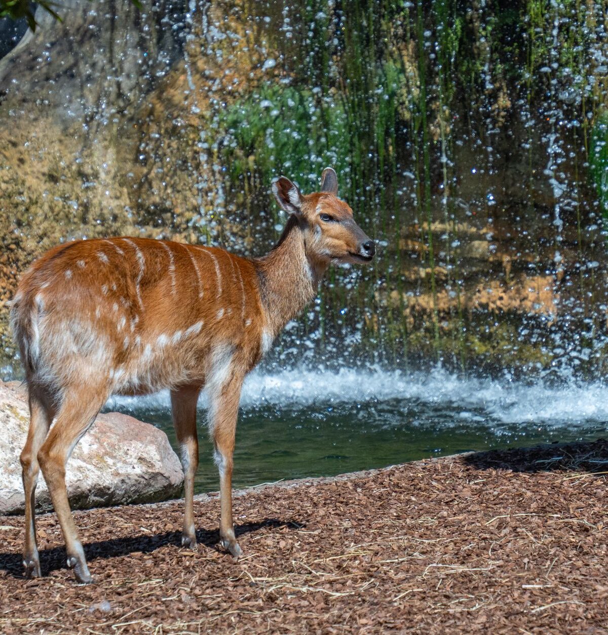 Horse Antelope