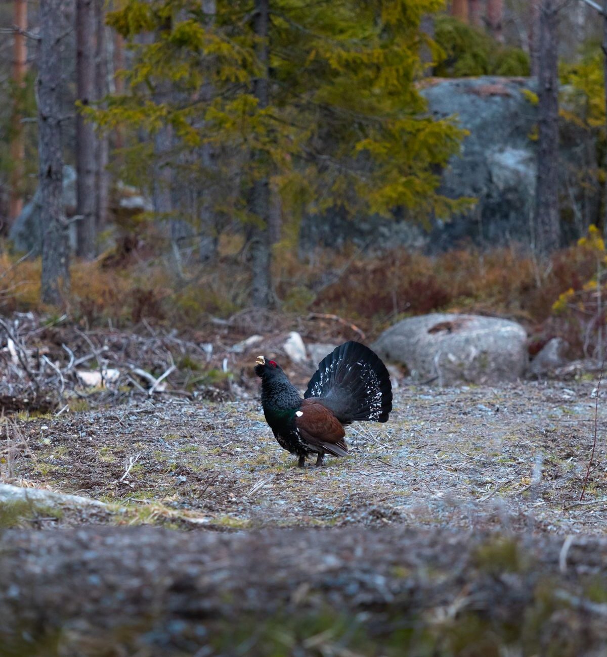 Capercaillie