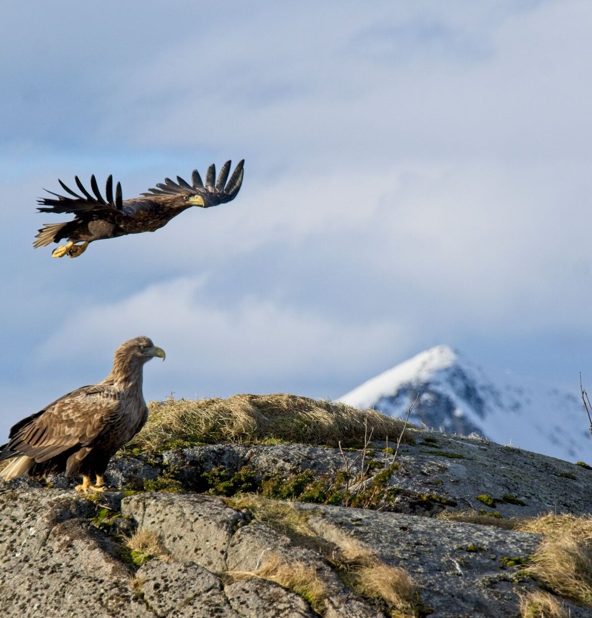 Sea Eagle