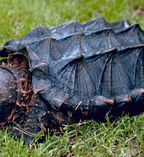 South American Snapper Turtle