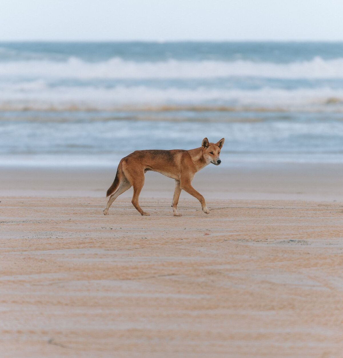Australian Dingo