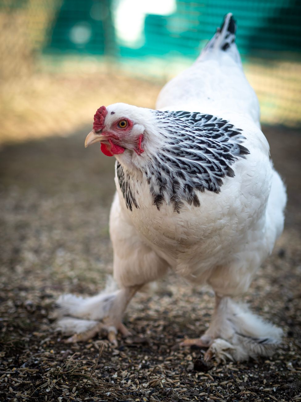 Brahma Chicken