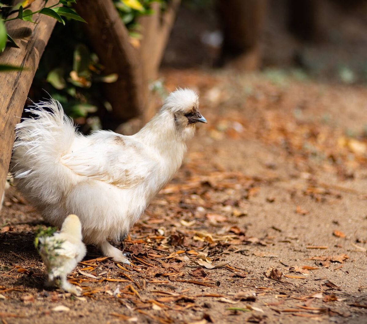 Silkie Chicken