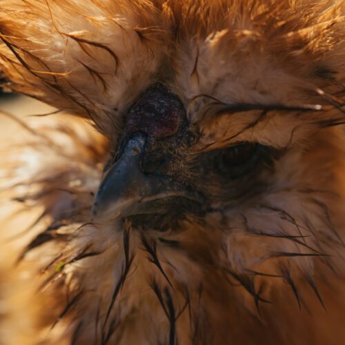 Silkie