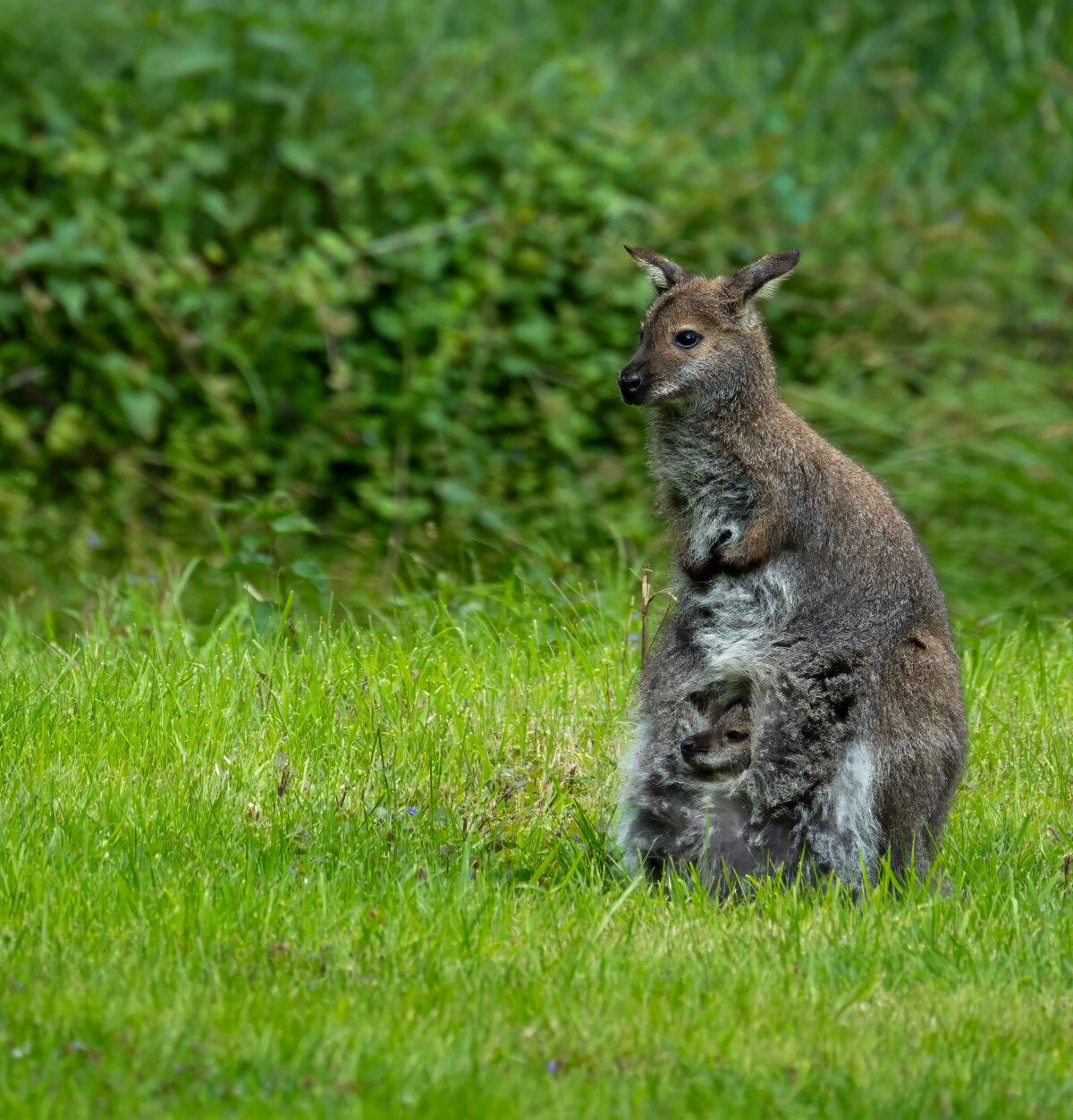 wallaby