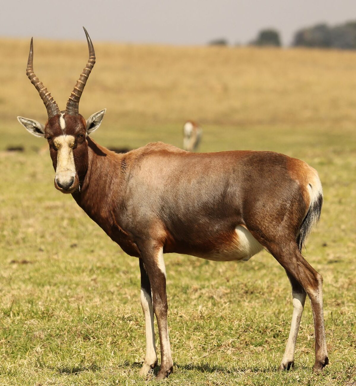 Blesbuck