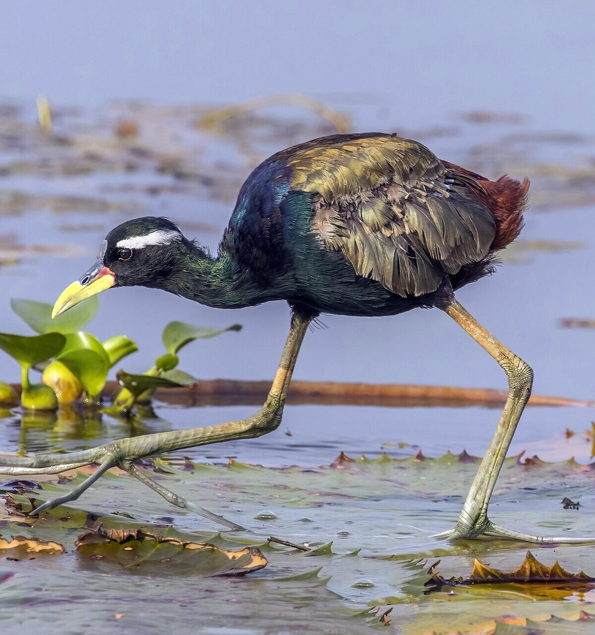 Bronze-Winged Plover
