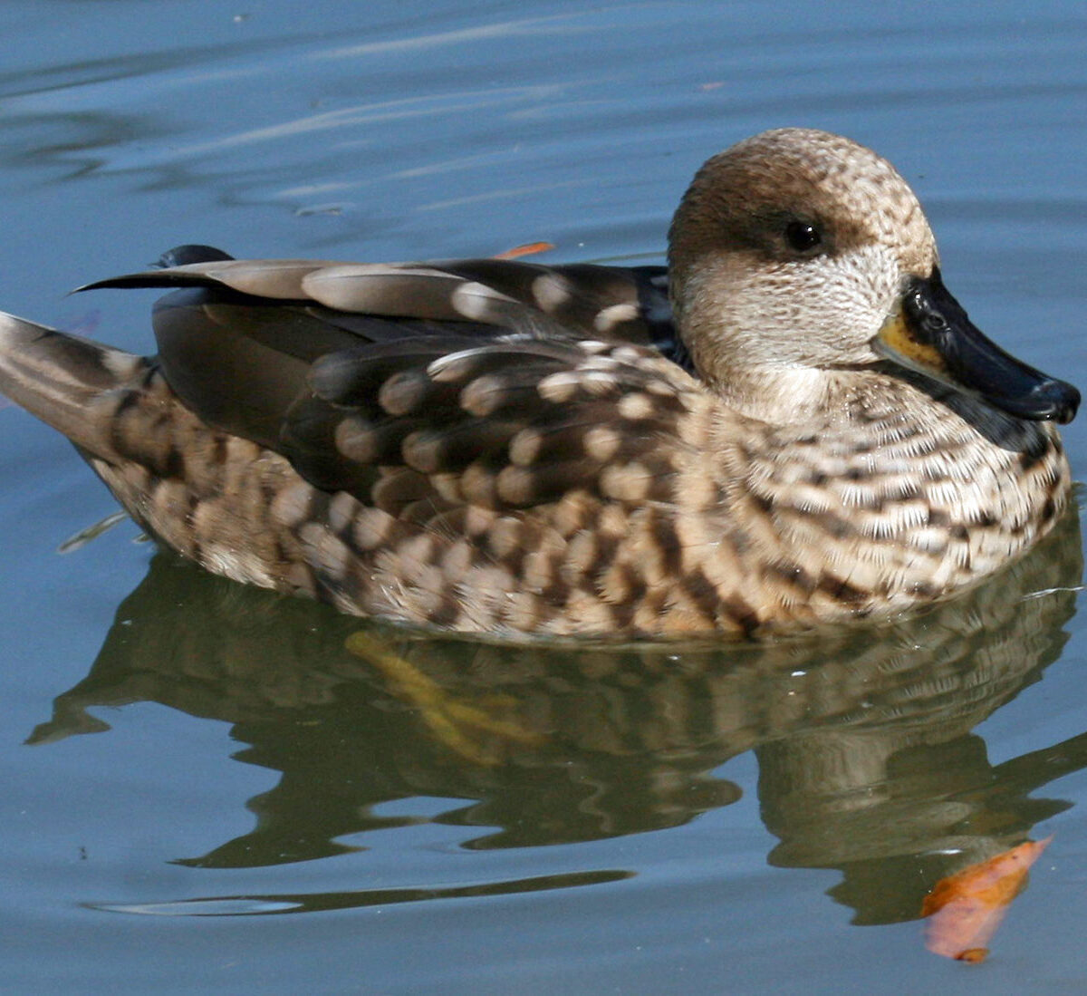 Collared Duck