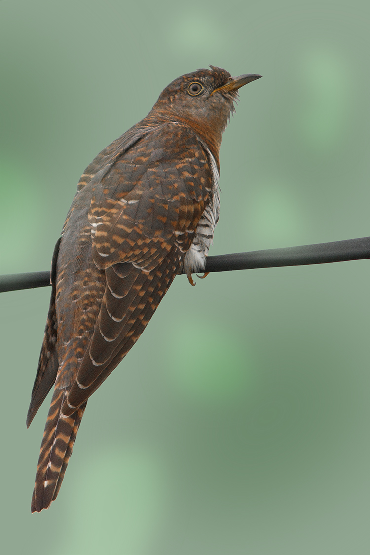 Sunda Cuckoo