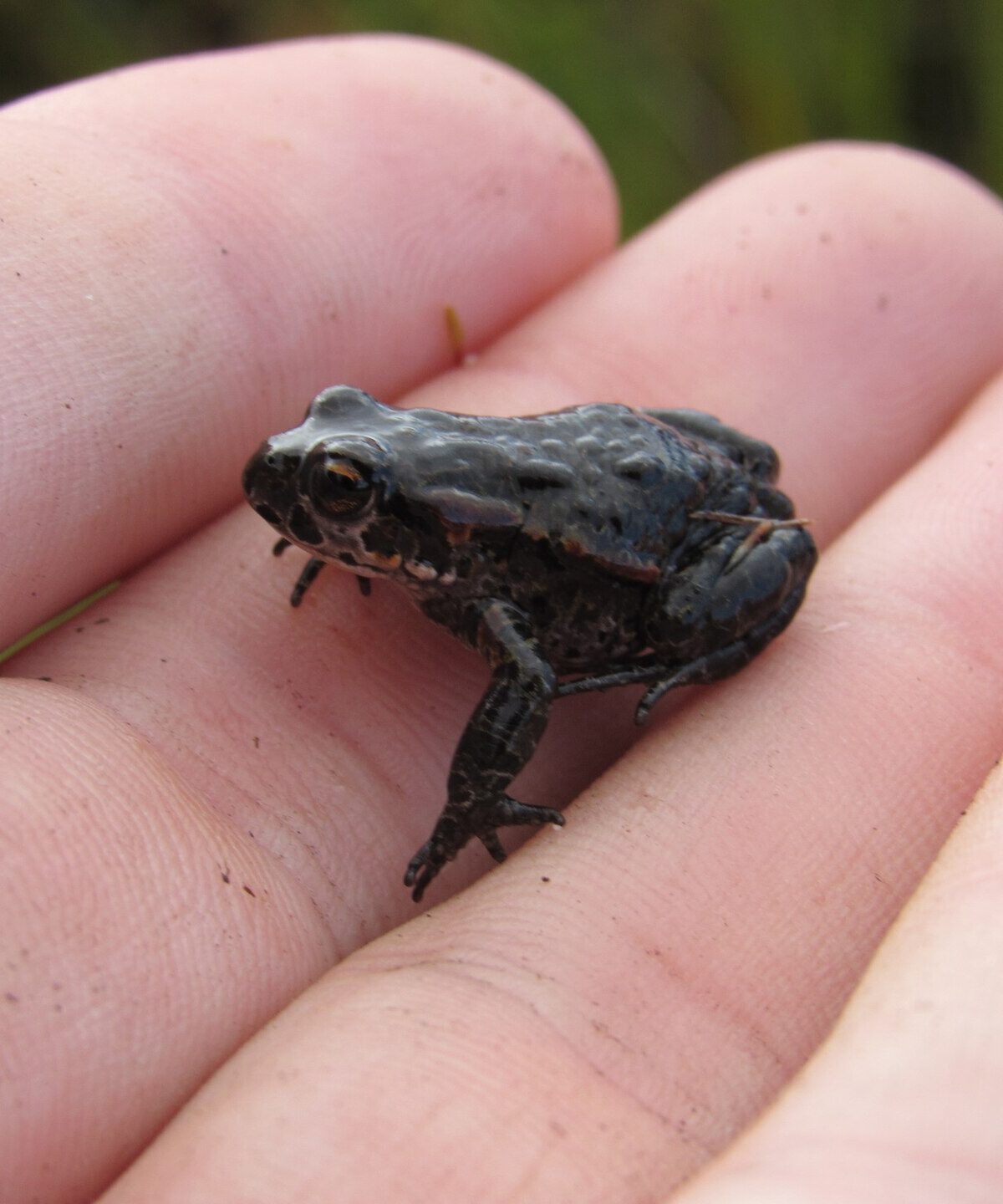 Table Mountain Tree Frog