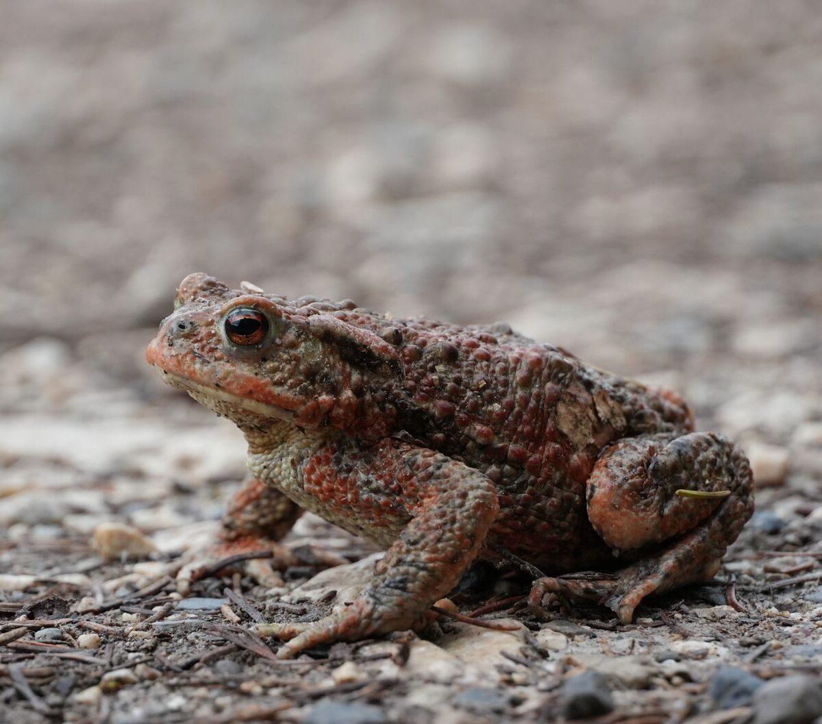 Common Toad