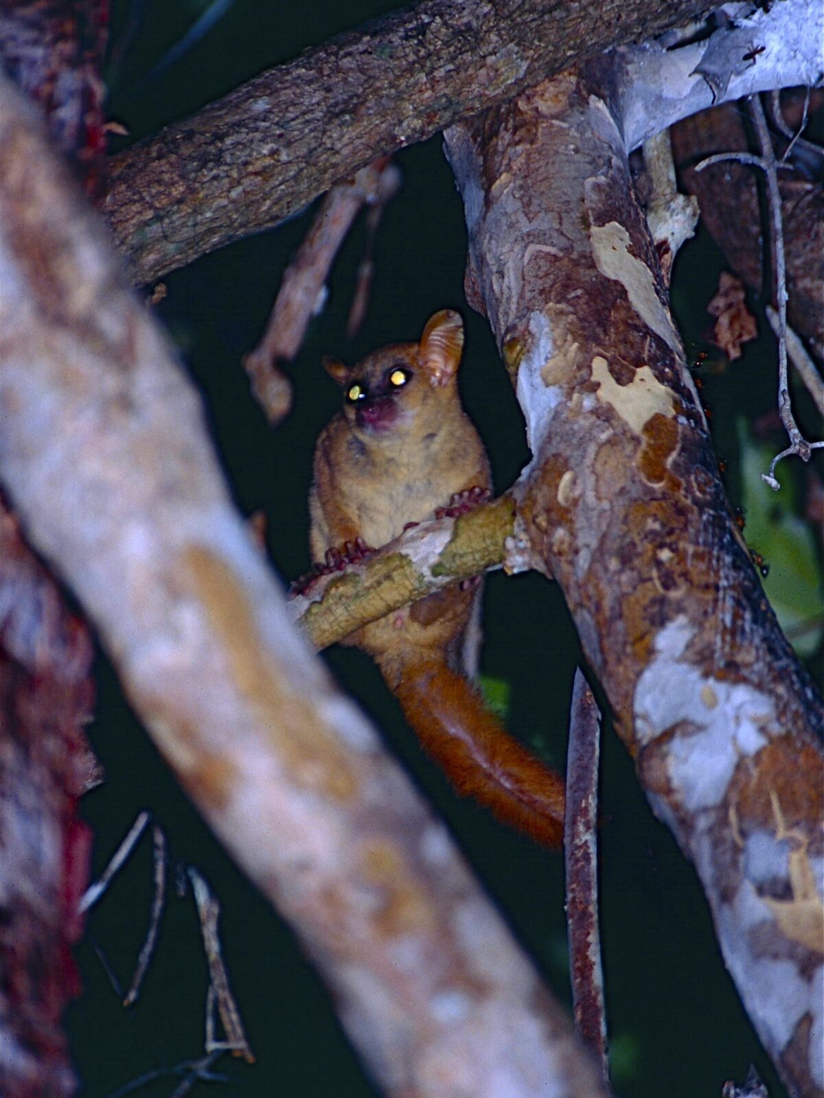 Giant Mouse Lemur