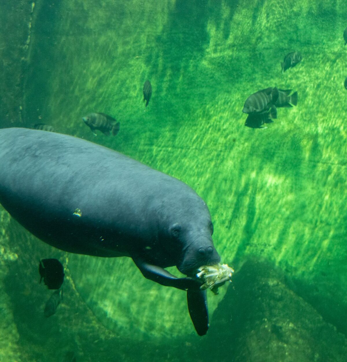 manatee