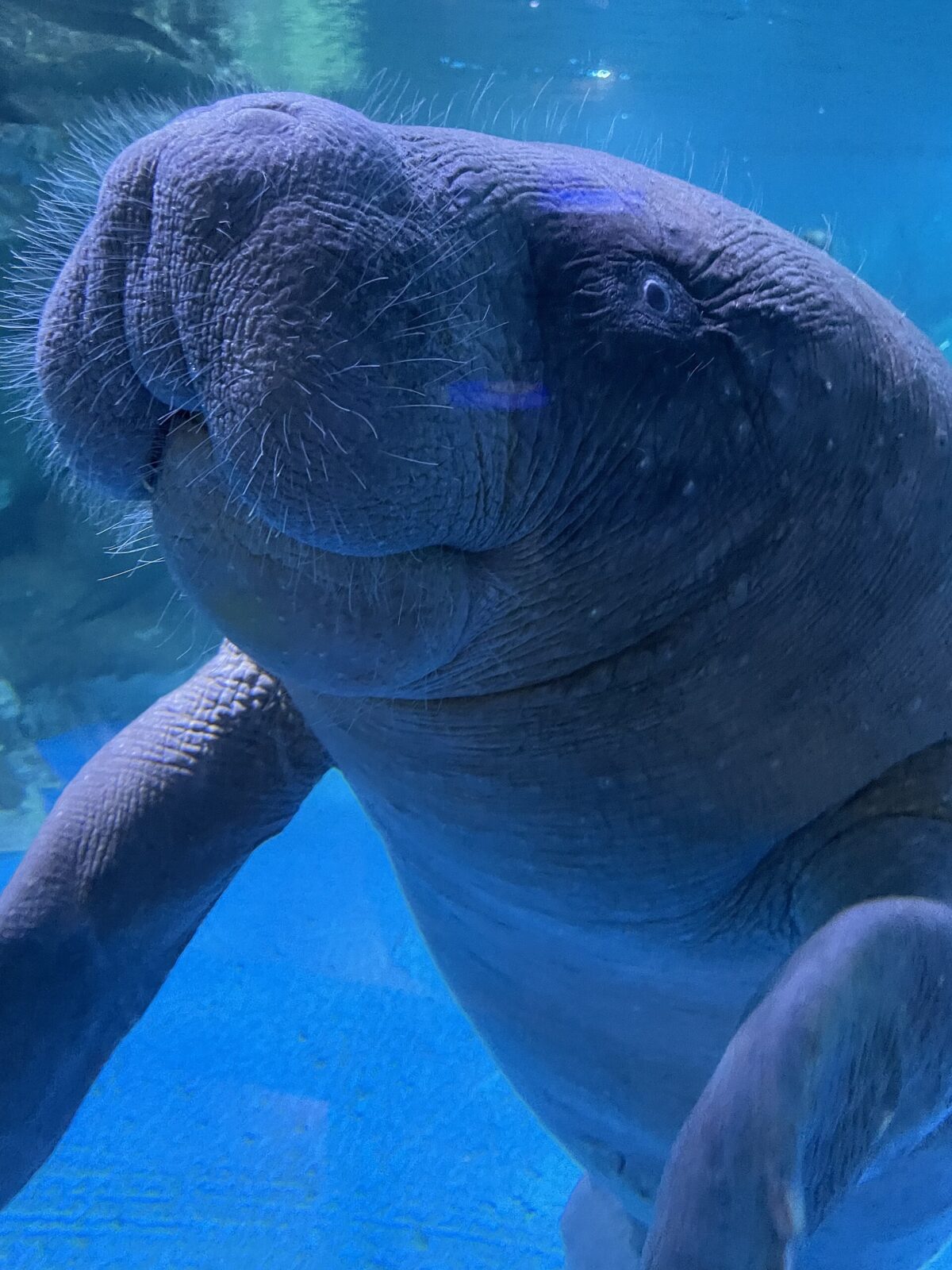 West African Manatee