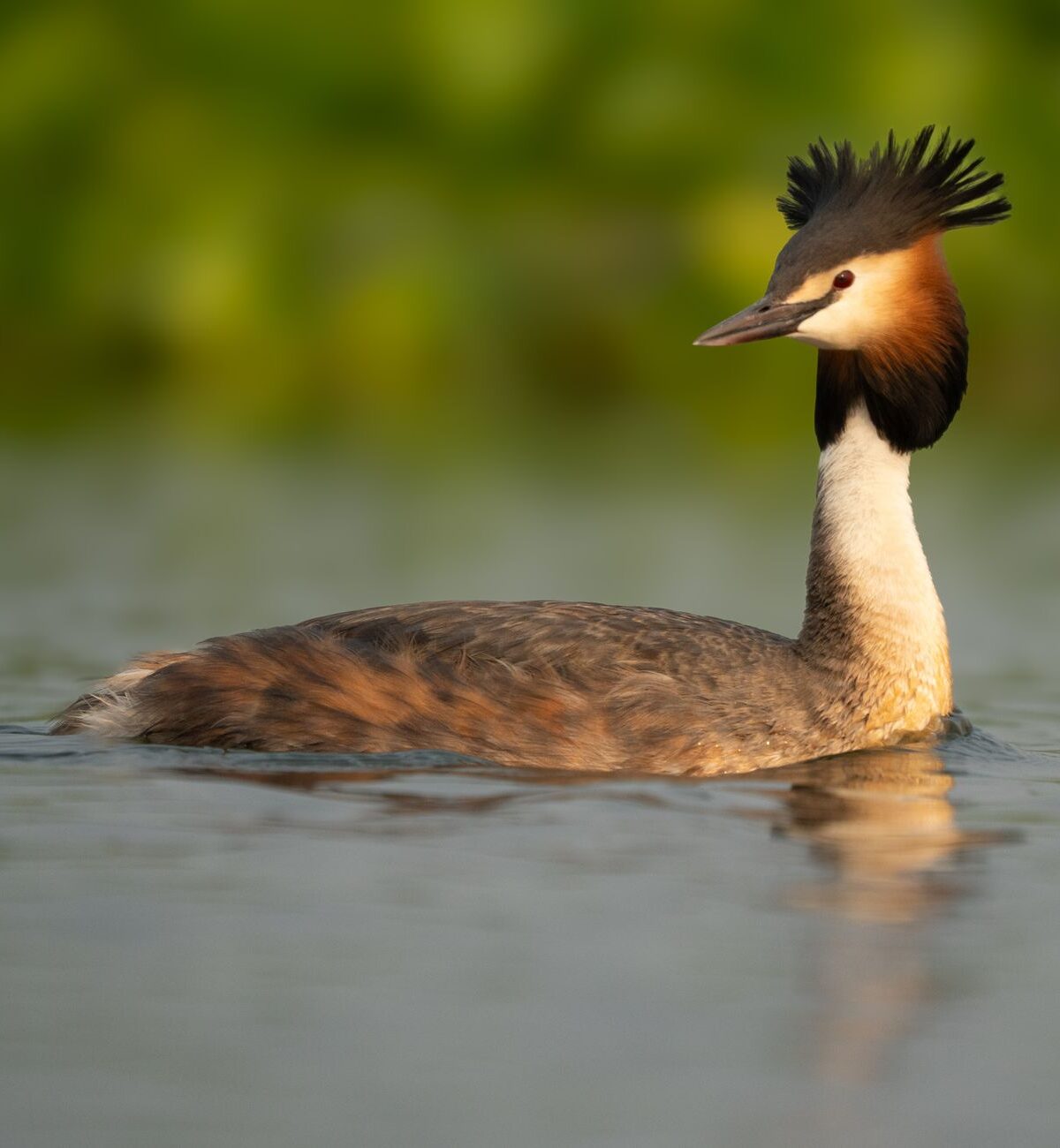 Great Crested Grebe