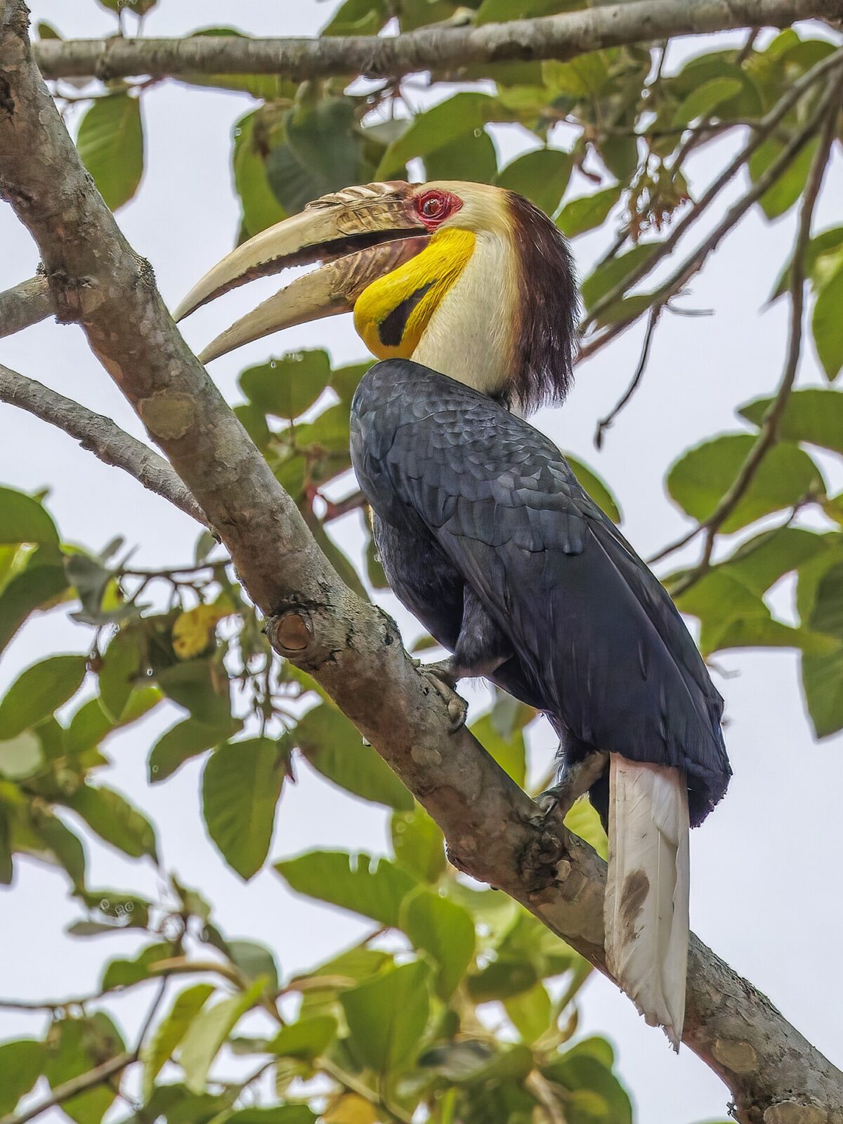 Sumatran Hornbill