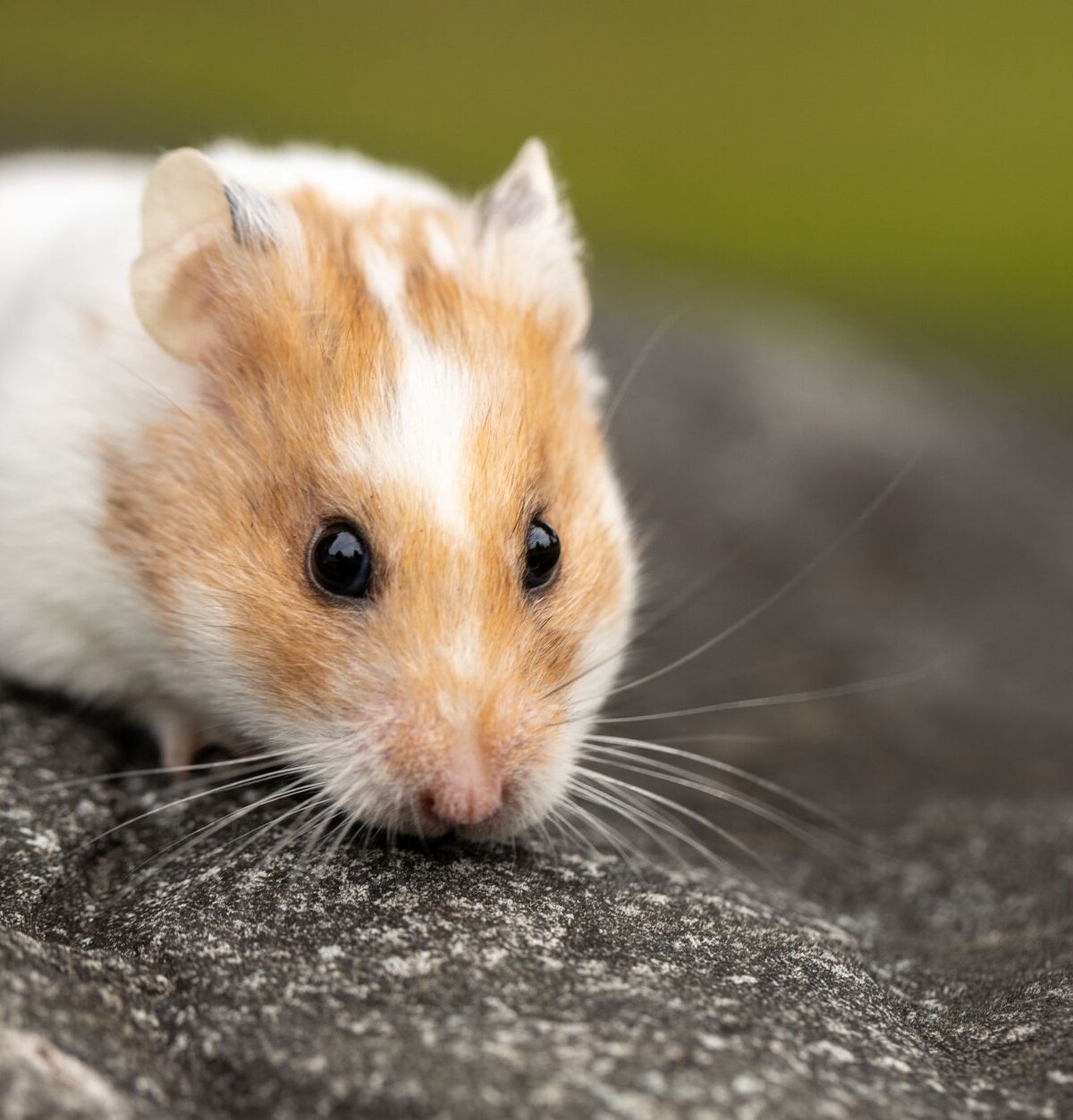 Syrian Hamster