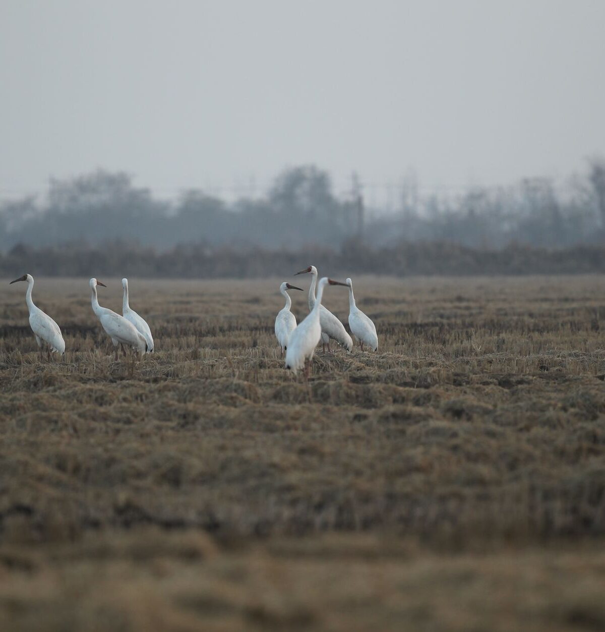 Siberian Crane
