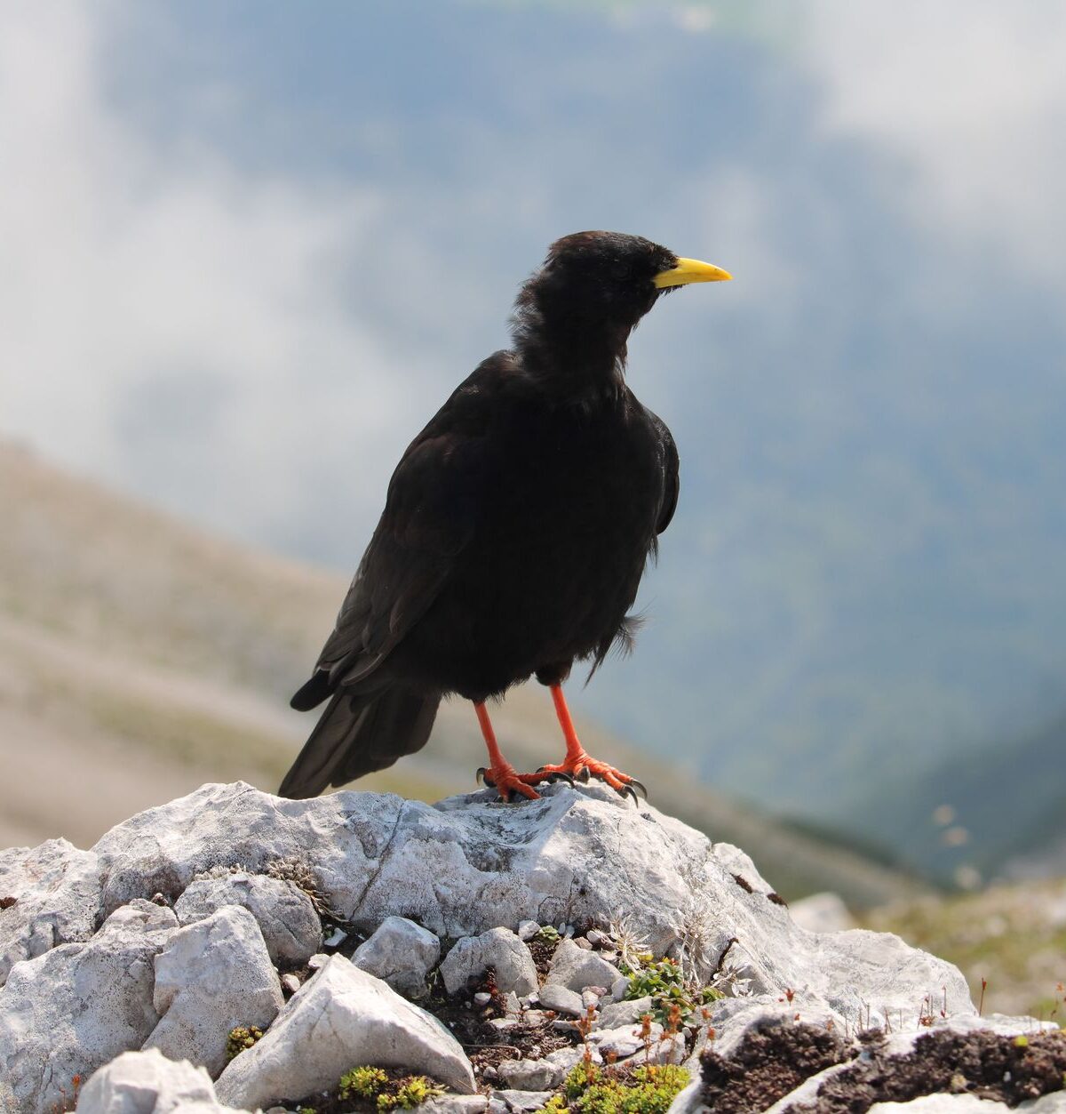 Red-Billed Chough