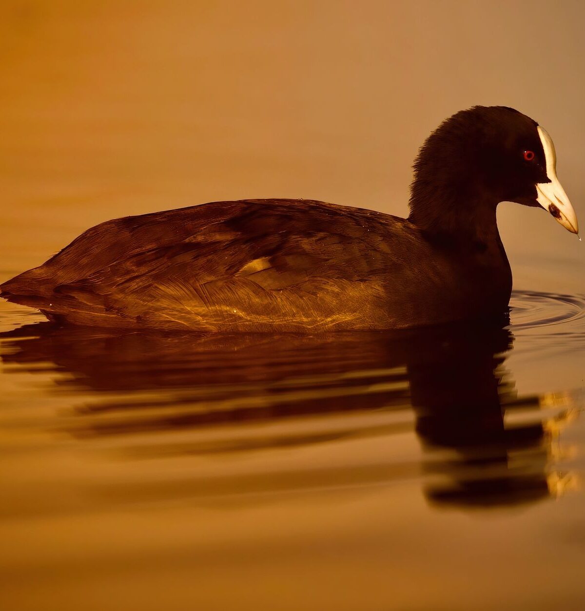 Eurasian Coot