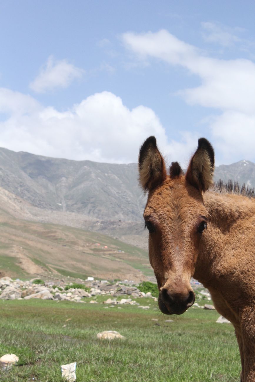Mule