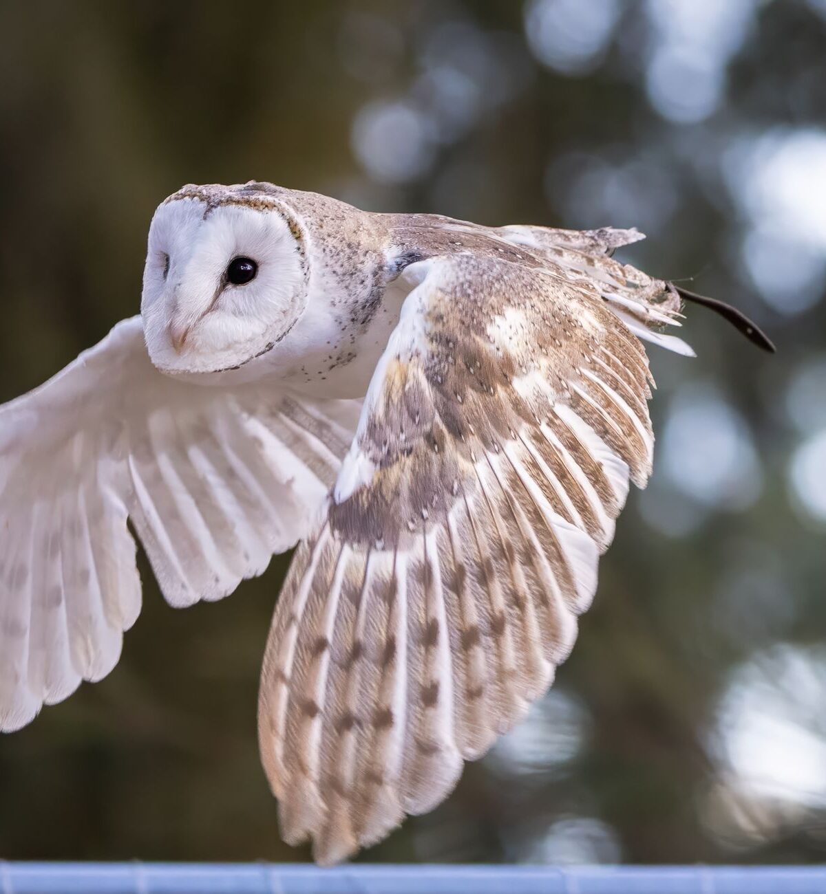 Bart Owl