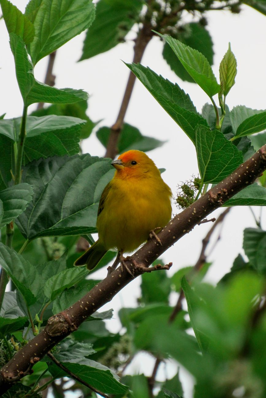 Canary