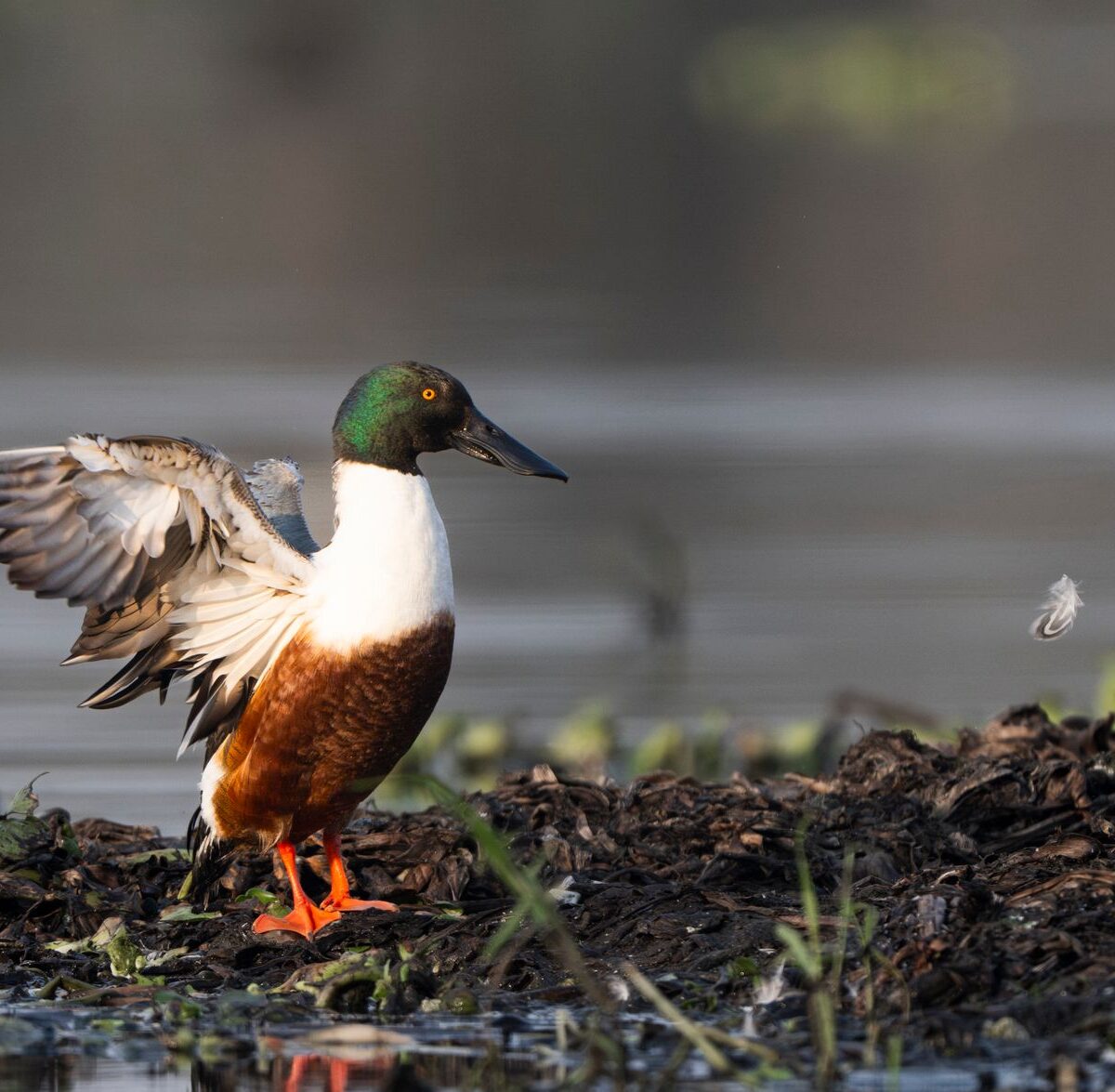 Shoveler
