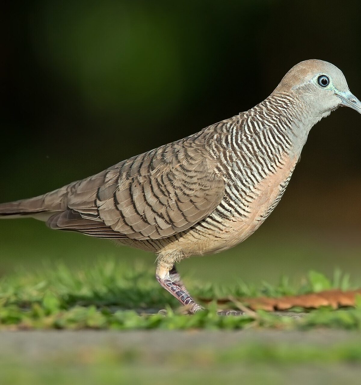 Sparrow Dove
