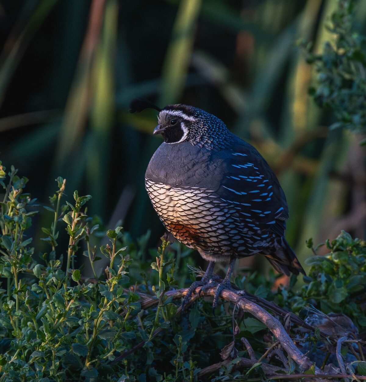 Quail
