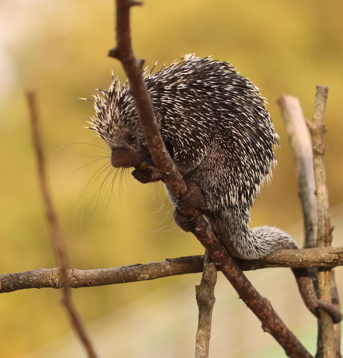 Brazilian Porcupine