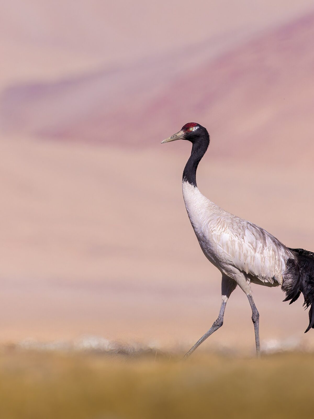 Black-Necked Crane