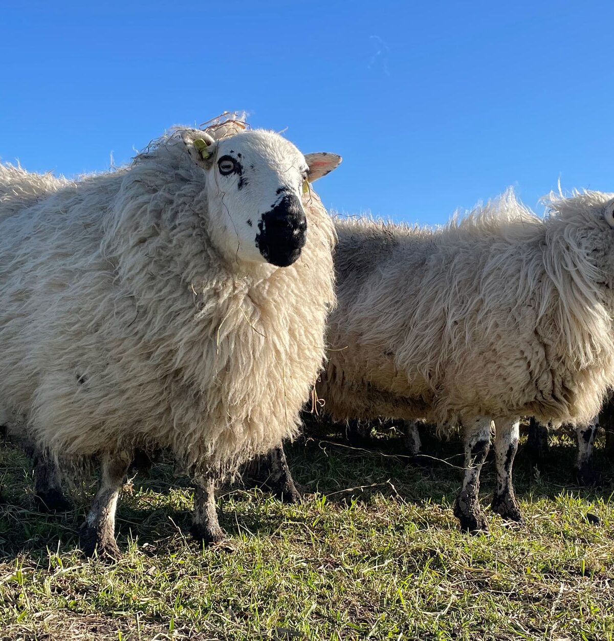 Kerry Hill Sheep