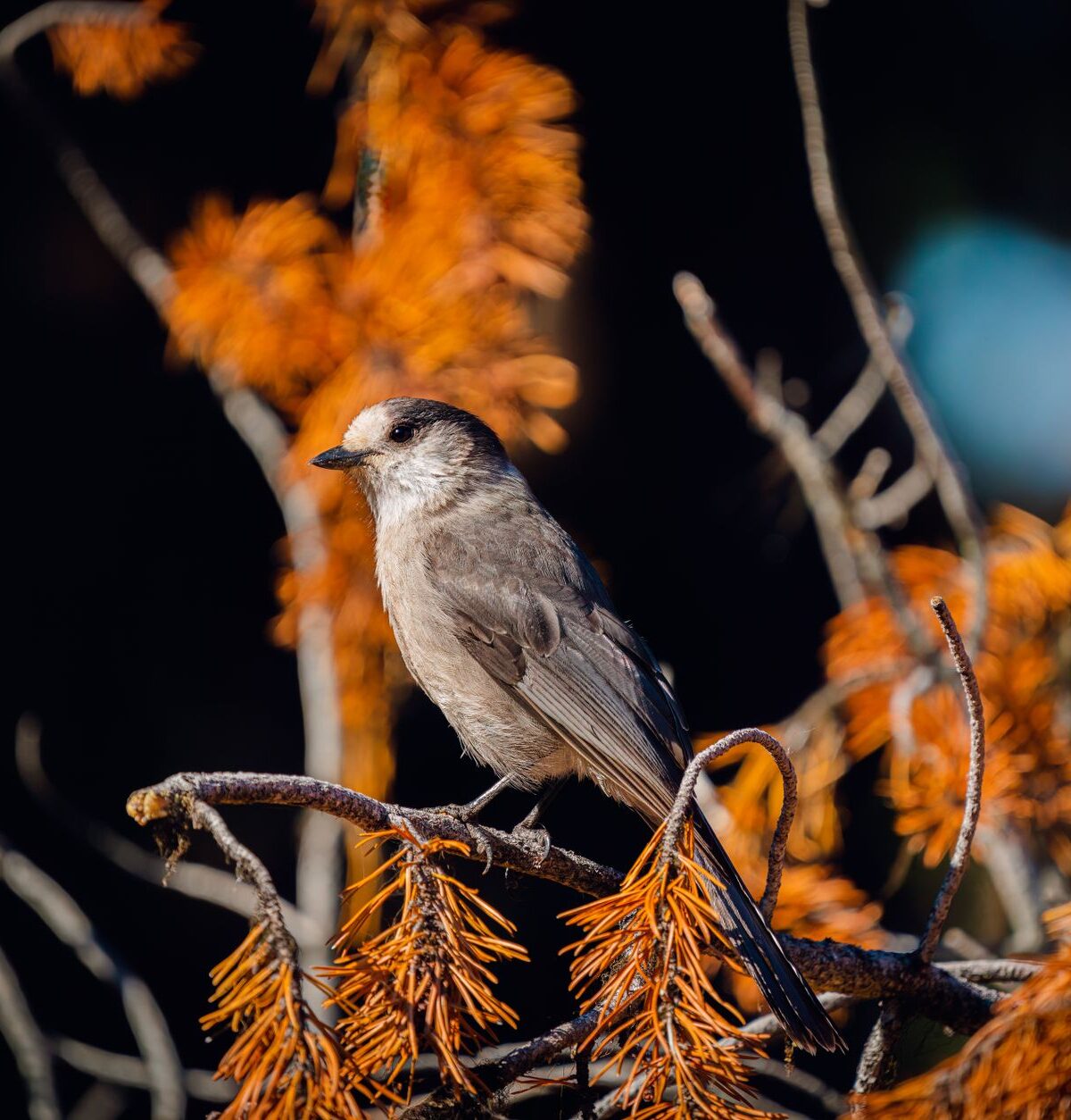 Gray Jay