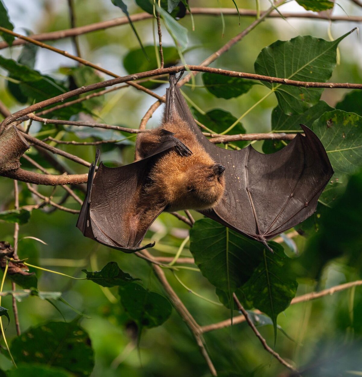 Palm Flying Fox
