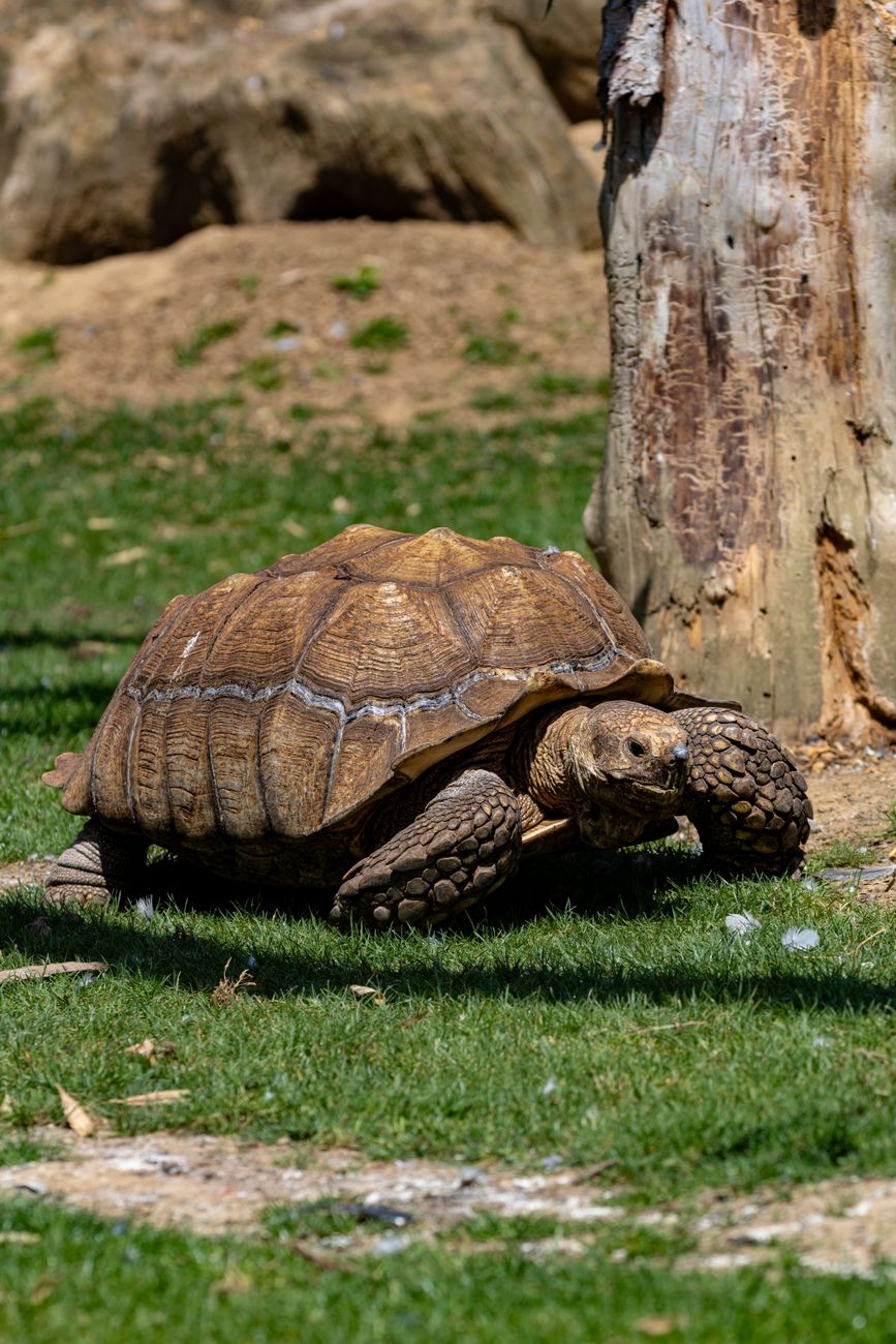 Panther Tortoise