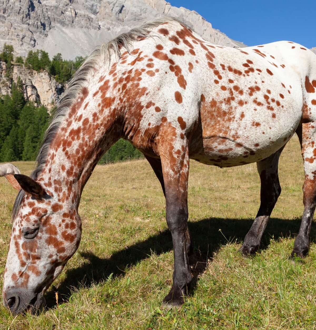 Mini Appaloosa