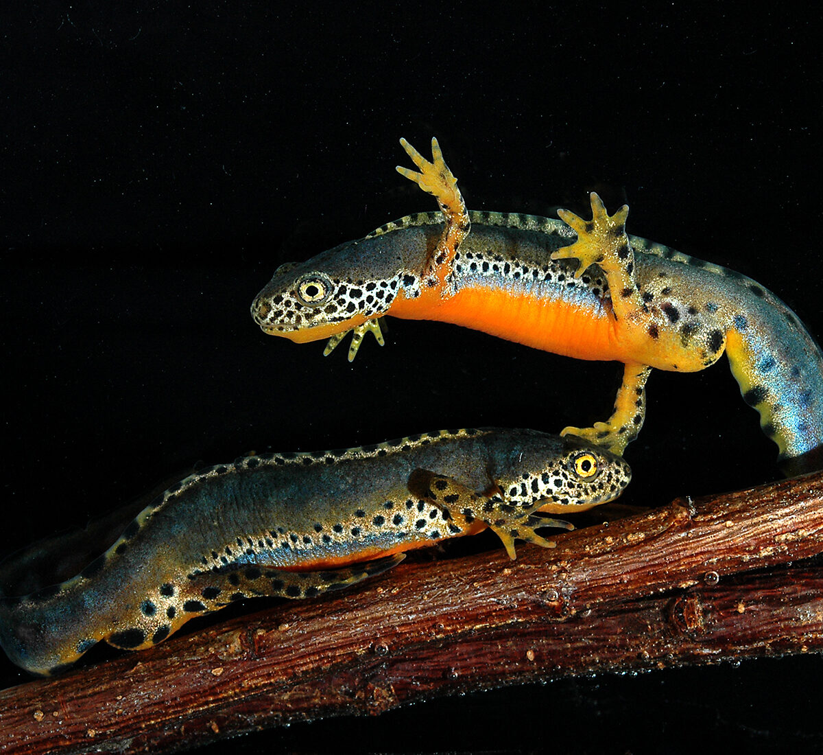 Alpine Newt