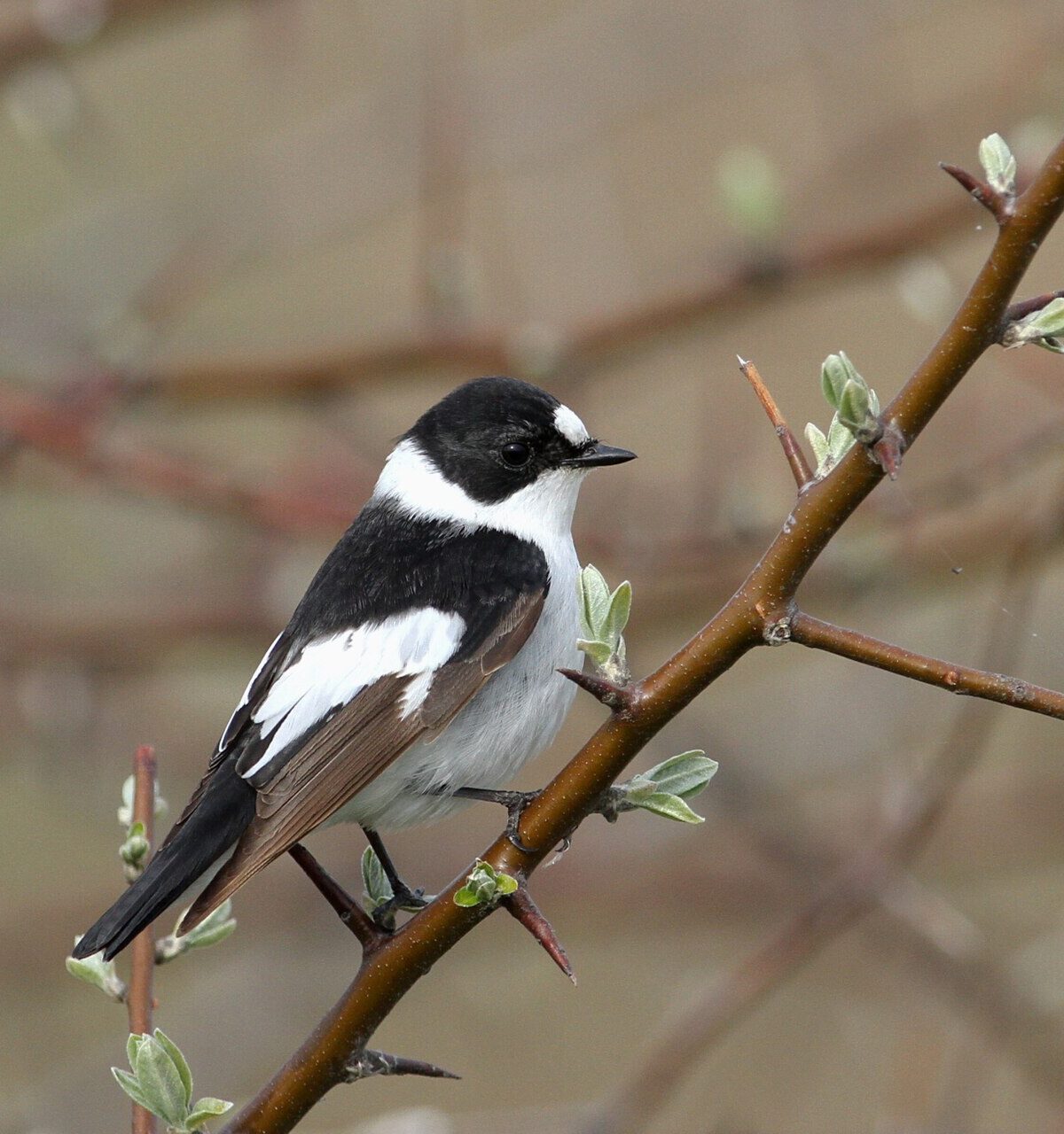 Collared Flycatcher