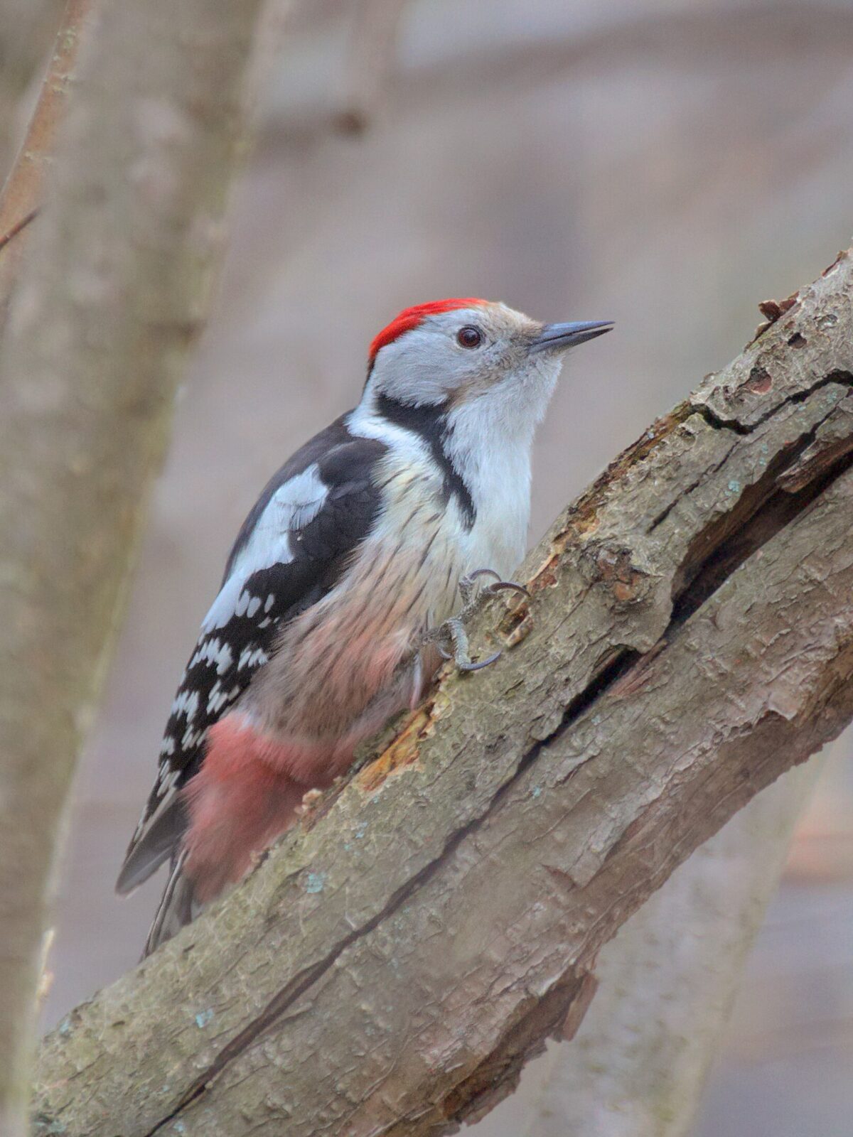 Middle Spotted Woodpecker