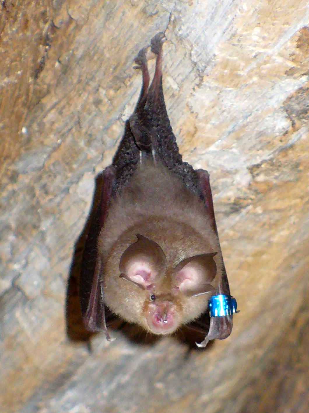 Little Horseshoe Bat