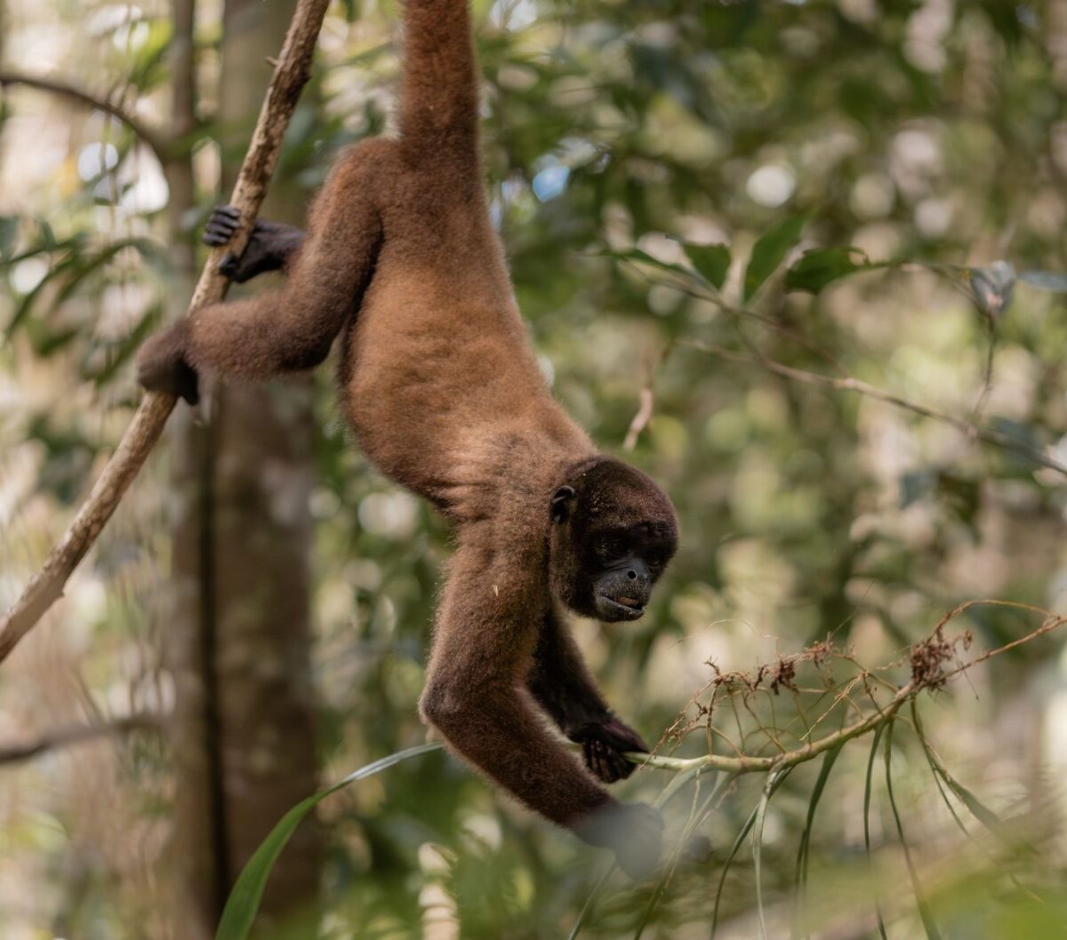 Woolly Monkey