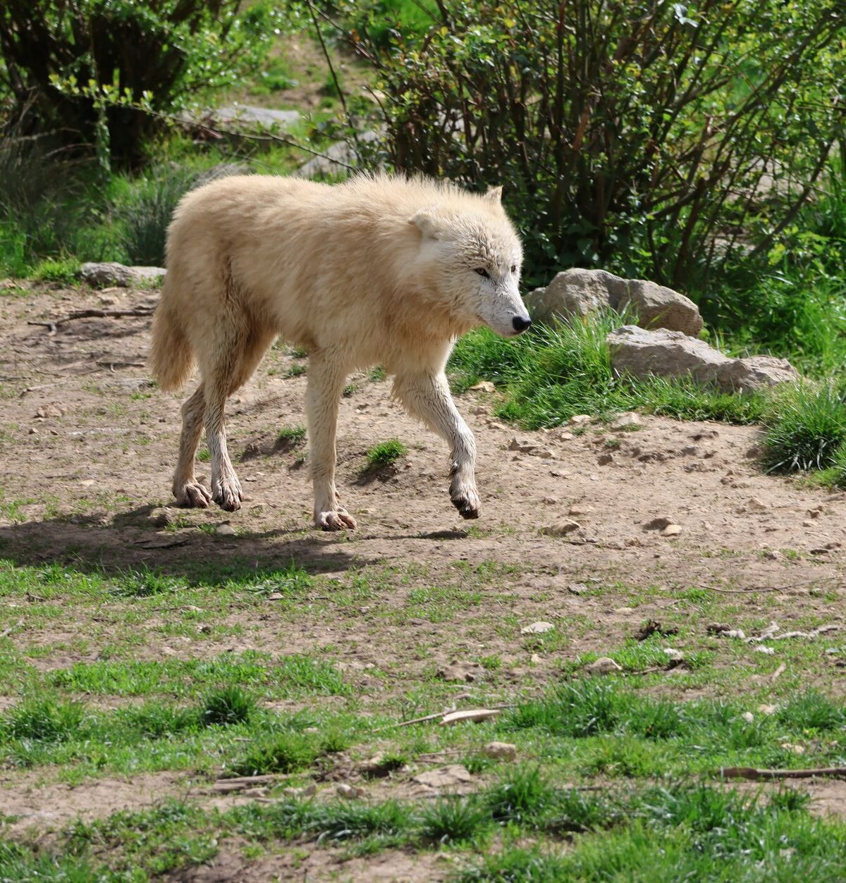 Polar Wolf