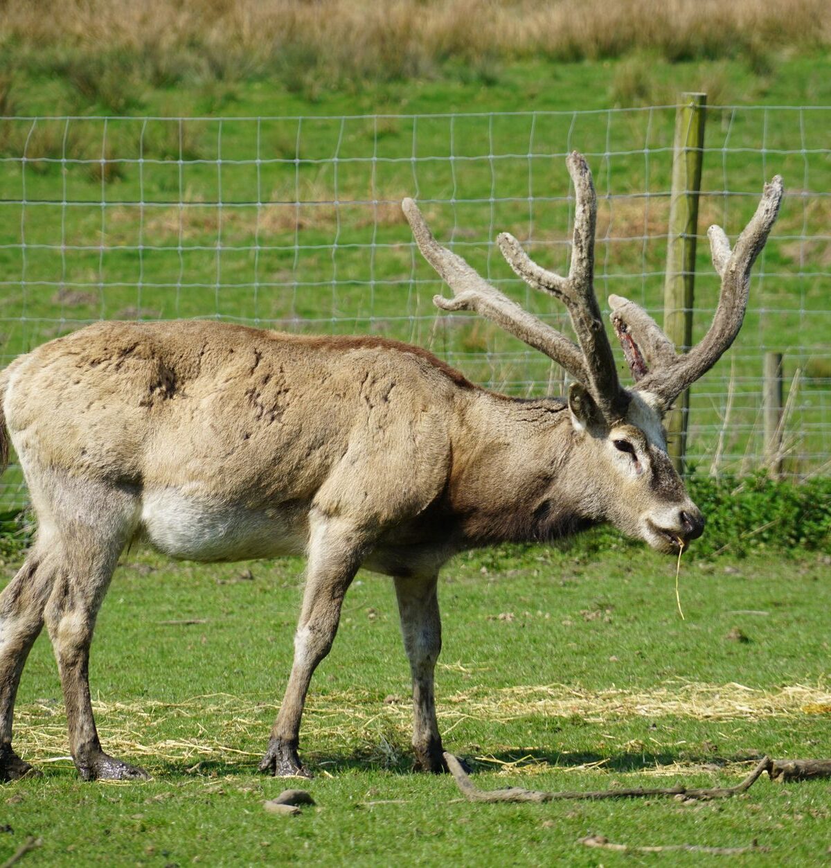 David's Deer