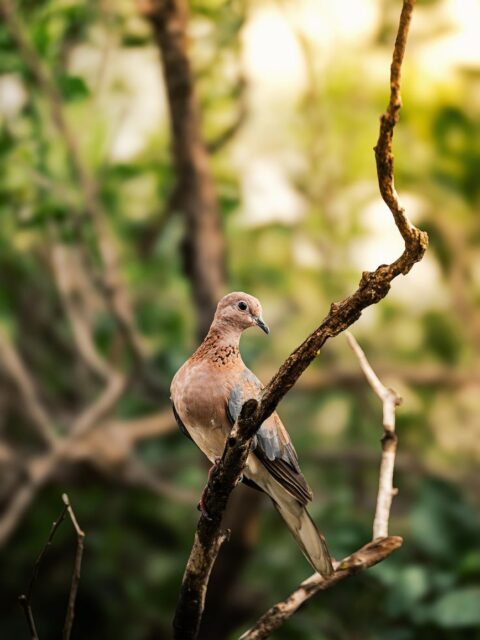 African Collared Dove
