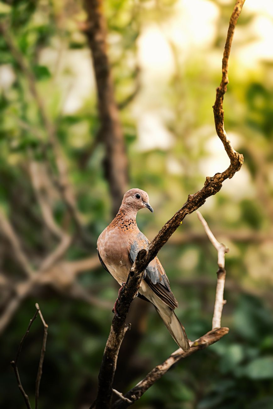 African Collared Dove