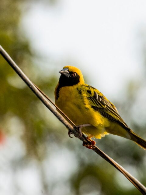 African Weaver