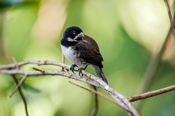 Silver-billed Tanager