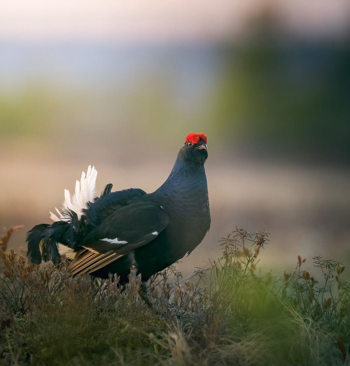 Black Grouse
